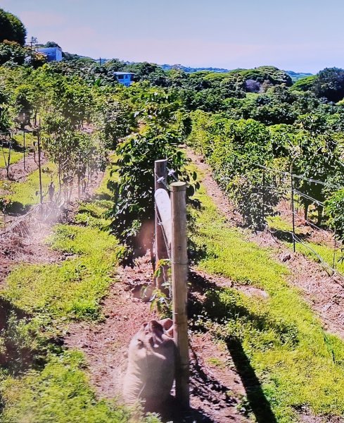 Signature Trellis Grown 100% Kona Coffee – Kona Joe Coffee