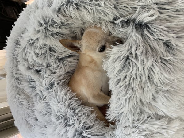 Calming Pet Throw Blanket in Shag Fur - 40
