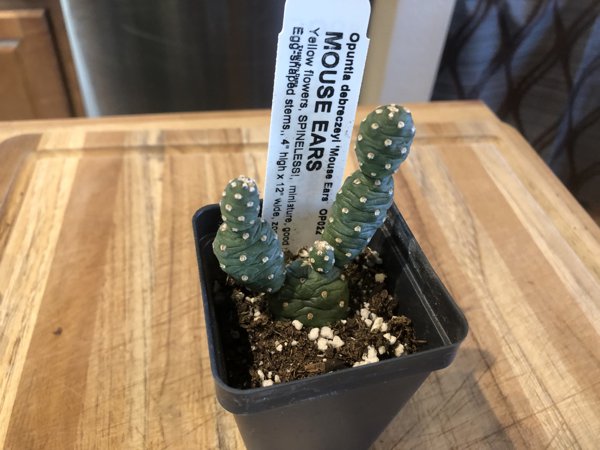 OP022 Opuntia debreczeyi 'Mouse Ears' COLD HARDY CACTUS