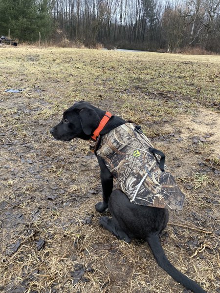 TideWe Camo Neoprene Dog Vest, Hunting 