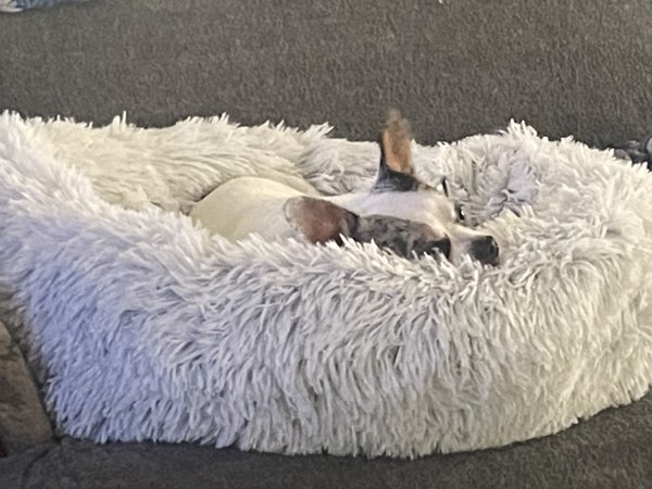 Calming Pet Throw Blanket in Shag Fur - 40
